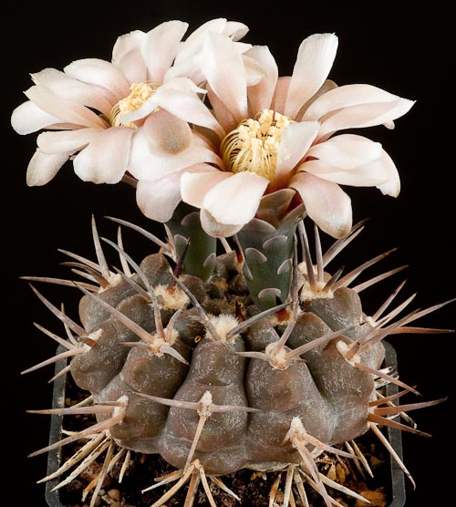 Gymnocalycium riojense ssp piltziorum